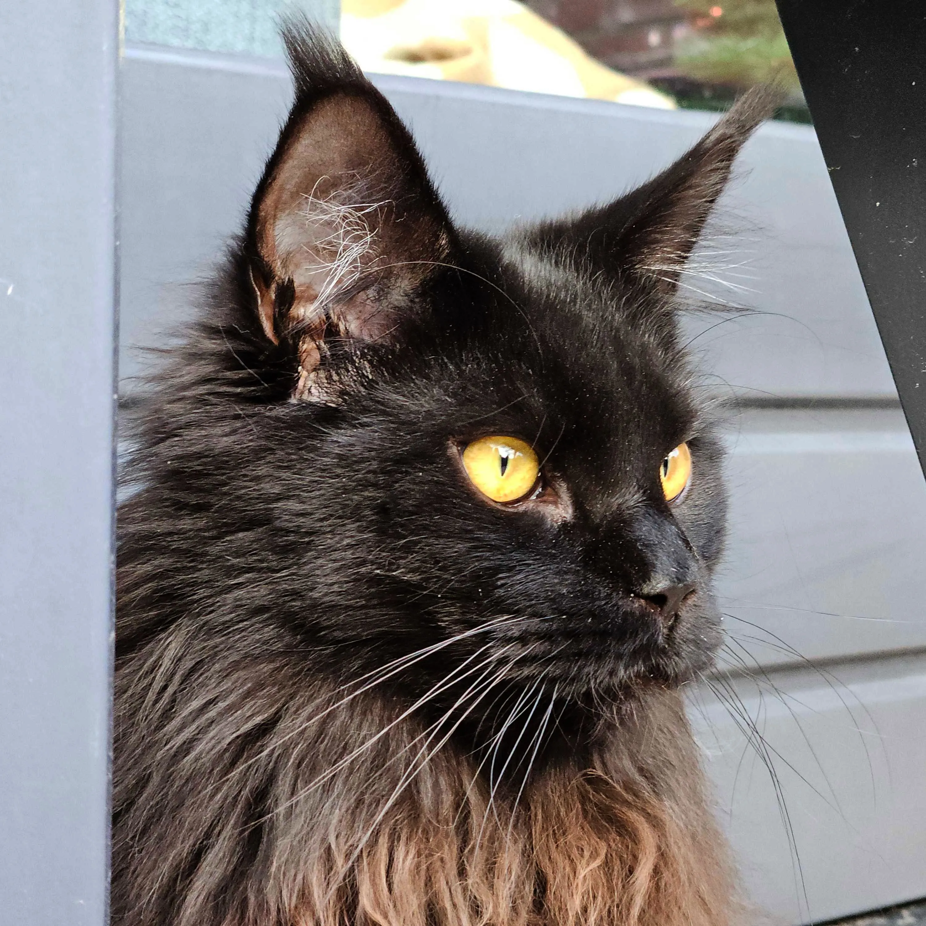 Black cat with yellow eyes intensely looking off-screen