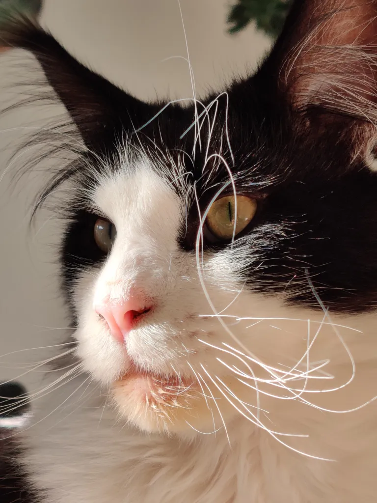 A close-up of a black cat with a mostly white face, long whiskers and brows, and lynx ears